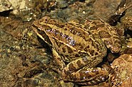 Rana macrocnemis near stream-crop