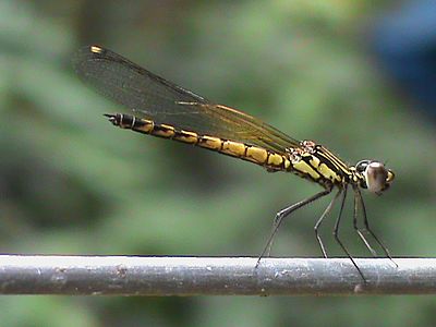 Libellago indica juvenile male