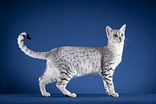 Black silver spotted tabby Egyptian Mau.