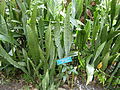 Sansevieria trifasciata