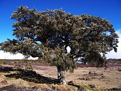 Petit tamarin des Hauts, allure d'un vieil arbre près de la Route du Volcan