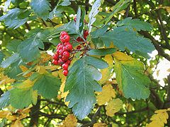 Sorbus × hybrida[англ.]