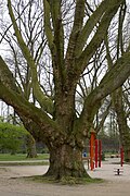 Platane am Spielplatz (Naturdenkmal)