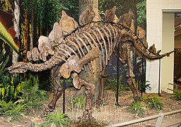 Композитный скелет Stegosaurus ungulatus (Музей Карнеги[англ.])