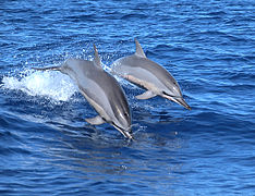 Dauphins à long bec