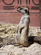 Suricate.