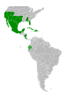 Symphyotrichum parviflorum native distribution: USA (Alabama, Arizona, California, Florida, Nevada, New Mexico, Oklahoma, Texas, Utah); Costa Rica; Belize; Cuba; Ecuador; Mexico (Aguascalientes, Baja California Norte, Baja California Sur, Campeche, Chiapas, Chihuahua, Coahuila, Colima, Ciudad de Mexico, Durango, Guanajuato, Guerrero, Hidalgo, Jalisco, México State, Michoacan, Morelos, Nayarit, Nuevo León, Oaxaca, Puebla, Querétaro, Quintana Roo, San Luis Potosí, Sinaloa, Sonora, Tabasco, Tamaulipas, Tlaxcala, Veracruz, Yucatán, Zacatecas); Belize; Nicaragua; Haiti; Dominican Republic.