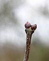 Bourgeons de Lilas (Syringa vulgaris).