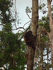 Bornean white-bearded gibbon (Hylobates albibarbis), endemic to the south of Borneo