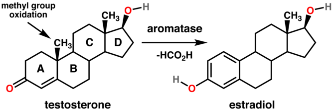 (en) Aromatisation de la testostérone en estradiol par une aromatase.