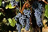 Plump, blue-black skinned grapes hang on the vine.