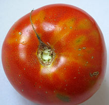 Symptoms of "Tomato spotted wilt tospovirus" on tomato