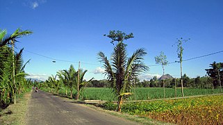 Plantations in a typical village