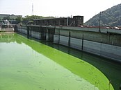 アオコが大発生して、湖水が黄緑色に染まった津久井湖