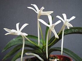 Neofinetia falcata