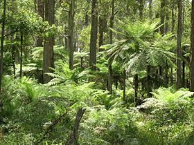 Dicksonia antarctica no Parque Nacional de Werrikimbe, sul da Austrália