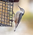 Image 85White-breasted nuthatch on a suet feeder in Green-Wood Cemetery