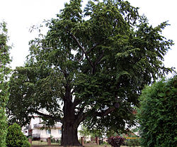 An old oak in the village