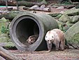 Grolars au zoo d'Osnabrück, en 2006.