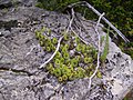 1/ à Libre petit village dans la vallée de la Roya un 27 mai : Sempervivum sp. (Sempervivum tectorum ?) et Sedum sp. (Sedum sediforme ?)