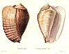 Colored drawings of a shell of the giant conch, Lobatus galeatus, from Louis Charles Kiener, 1843