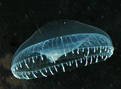 Aequorea victoria -hydromeduusa