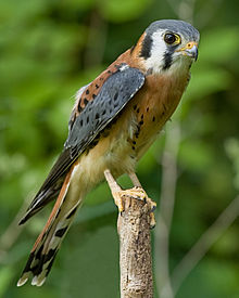 An American kestrel standing on a rugged tree branch