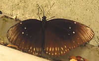 Euploea andamanensis