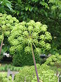 Angelica archangelica