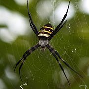 Argiope amoena