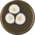 Aspergillus cretensis growing on MEAOX plate