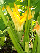 Female zucchini flower near the time of fertilization