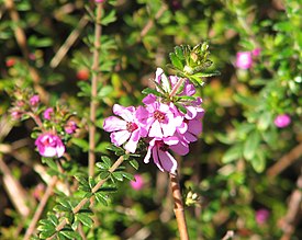 Bauera sessiliflora