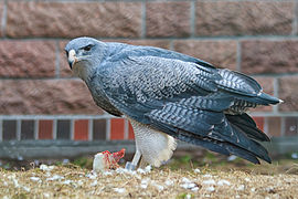 Geranoaetus melanoleucus