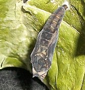 Pupa with dark colour before hatching