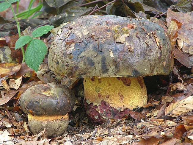 The fun guy to be with, the brawny bolete