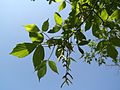 Leaves and fruit