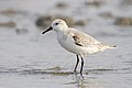 Image 18 Sanderling Photograph: JJ Harrison The sanderling (Calidris alba) is a small wading bird, a circumpolar Arctic breeder which migrates south during the winter. Sanderlings feed mostly on small invertebrates, particularly crustaceans and insects, although they may eat plant material. This individual was found in Laem Phak Bia, Phetchaburi, Thailand. More selected pictures