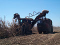 A cane harvester collects cane for the mill