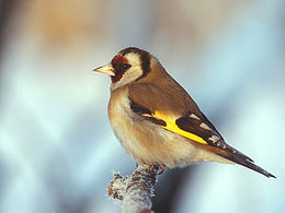 Щиглик звичайний (Carduelis carduelis)