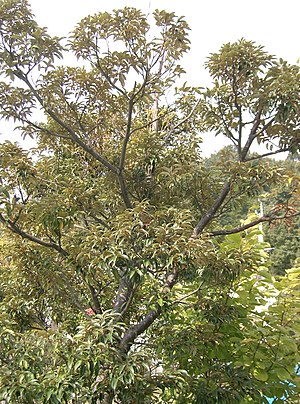 구실잣밤나무(Castanopsis sieboldii)