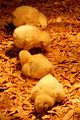 Chicks under a heat lamp at the fair in 2007