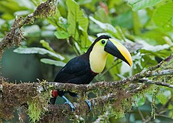 Toucan du Choco (Ramphastos brevis)