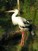 Cigogne maguari