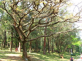 Copaíba no Parque da Aclimação, em São Paulo, no Brasil