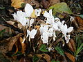 Cyclamen hederifolium 'Album'