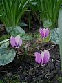 Cyclamen pseudibericum