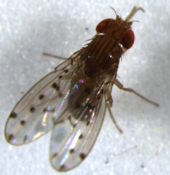 Drosophila guttifera (Quinaria species group)