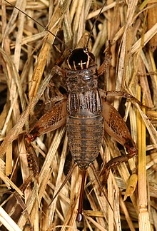 Eastern striped cricket