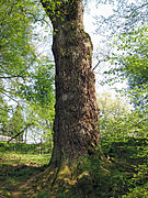 Tausendjährige Eiche (Schloss Nagel)